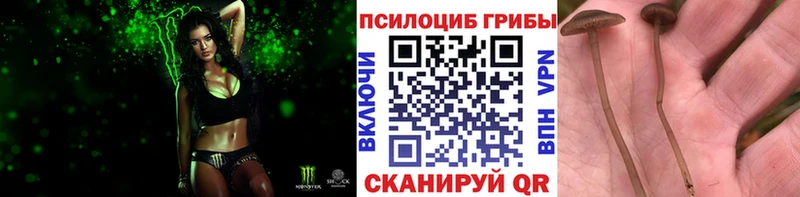 Купить  Сибай  Псилоцибиновые грибы мицелий 